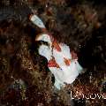Juvenile, Warty Frogfish (Antennarius maculatus)