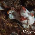 Juvenile, Warty Frogfish (Antennarius maculatus), photo taken in Indonesia, Bali, Tulamben, Ulami