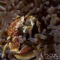 Spotted porcelain crab (Neopetrolisthes maculatus), photo taken in Indonesia, Bali, Tulamben, Ulami