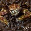 Spotted porcelain crab (Neopetrolisthes maculatus), photo taken in Indonesia, Bali, Tulamben, Ulami