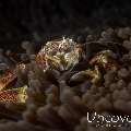 Spotted porcelain crab (Neopetrolisthes maculatus), photo taken in Indonesia, Bali, Tulamben, Ulami