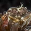 Spotted porcelain crab (Neopetrolisthes maculatus), photo taken in Indonesia, Bali, Tulamben, Ulami