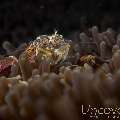 Spotted porcelain crab (Neopetrolisthes maculatus), photo taken in Indonesia, Bali, Tulamben, Ulami