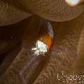 Mushroom Coral Shrimp (Cuapetes Kororensis)