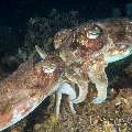 Broadclub Cuttlefish (Sepia Latimanus)