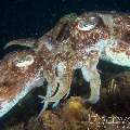 Broadclub Cuttlefish (Sepia Latimanus)