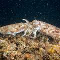 Broadclub Cuttlefish (Sepia Latimanus)