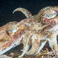 Broadclub cuttlefish (Sepia latimanus), photo taken in Indonesia, Bali, Tulamben, Sidem