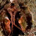 Giant Mantisshrimp