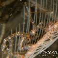 Skeleton Shrimp (Caprellidae), photo taken in Indonesia, Bali, Tulamben, Batu Belah