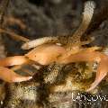 Quadrella Crab