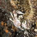 Spotted porcelain crab (Neopetrolisthes maculatus), photo taken in Indonesia, Bali, Tulamben, Batu Belah