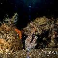 Spotted Moray (Gymnothorax isingteena), photo taken in Indonesia, Bali, Tulamben, Batu Belah