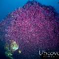 Coral, photo taken in Indonesia, Bali, Tulamben, Drop Off