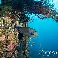 Surgeon Fish, Wreck, photo taken in Indonesia, Bali, Tulamben, Liberty Wreck