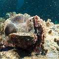 Tassled Scorpionfish (Scorpaenopsis Oxycephala)