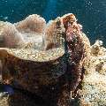 Giant Clam, Tassled Scorpionfish (Scorpaenopsis oxycephala)