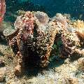 Tassled Scorpionfish (Scorpaenopsis Oxycephala)