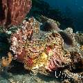 Giant Clam, Tassled Scorpionfish (Scorpaenopsis oxycephala)