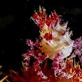 Candy crab (Hoplophrys oatesi), photo taken in Indonesia, Bali, Tulamben, River