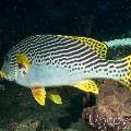 Oriental Sweetlip (Plectorhinchus Vittatus)