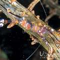 Yellow Spotted Anemone Shrimp (Ancylomenes luteomaculatus)