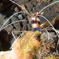 Banded Coral Shrimp (Stenopus hispidus), photo taken in Indonesia, Bali, Tulamben, River