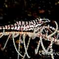 Ambon crinoid shrimp (Laomenes amboinensis), photo taken in Indonesia, Bali, Tulamben, River