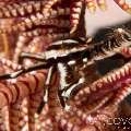 Crinoid Squatlobster (Allogalathea Elegans)