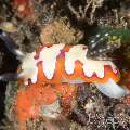 Nudibranch (Goniobranchus Fidelis)