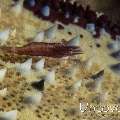 Sea star shrimp (Zenopontonia soror), photo taken in Indonesia, Bali, Tulamben, Ulami
