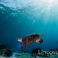 Hawksbill Sea Turtle (Eretmochelys imbricata), photo taken in Indonesia, Bali, Tulamben, Ulami