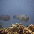 Humphead Parrotfish (Bolbometopon Muricatum)