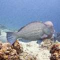 Humphead Parrotfish (Bolbometopon Muricatum)