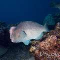 Humphead Parrotfish (Bolbometopon muricatum), photo taken in Indonesia, Bali, Tulamben, Ulami