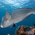 Humphead Parrotfish (Bolbometopon Muricatum)