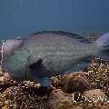 Humphead Parrotfish (Bolbometopon muricatum)