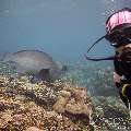 Humphead Parrotfish (Bolbometopon Muricatum)