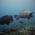 Humphead Parrotfish (Bolbometopon Muricatum)