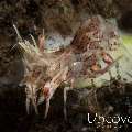 Tiger Shrimp (Phyllognathia ceratophthalma), photo taken in Indonesia, Bali, Tulamben, Seraya Secrets