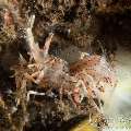 Tiger Shrimp (Phyllognathia Ceratophthalma)