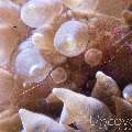 Eggshell Shrimp (Hamopontonia Corallicola)