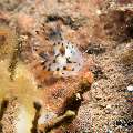 Nudibranch (Polycera sp.), photo taken in Indonesia, Bali, Tulamben, Seraya Secrets