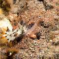 Nudibranch (Polycera sp.), photo taken in Indonesia, Bali, Tulamben, Seraya Secrets