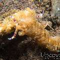 Nudibranch (Pteraeolidia Semperi)