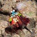 Peacock Mantis Shrimp (Odontodactylus Scyllarus)