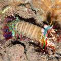 Peacock Mantis Shrimp (Odontodactylus scyllarus), photo taken in Indonesia, Bali, Tulamben, Seraya Secrets
