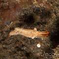 Donald Duck Shrimp (Leander Plumosus)