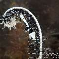 Black & White Crinoid Shrimp (Laomenes Albonigrus)