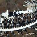 Black & White Crinoid Shrimp (Laomenes Albonigrus)